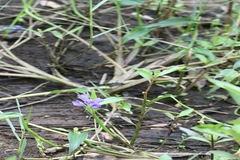 Monochoria vaginalis